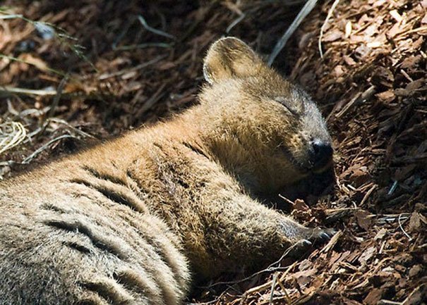 cute-smiling-happy-quokkas-3-58c7ac5e17f4f__605.jpg