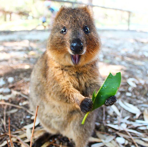 cute-smiling-happy-quokkas-21-58c8fc60c32d4__605.jpg