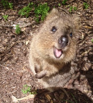 Happy-Quokka.jpg